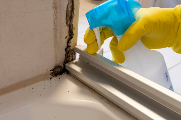 Best Basement Mold Remediation in Bermuda Run, NC