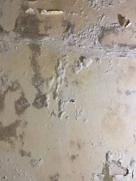 Best Health and Safety Mold Remediation in Bermuda Run, NC