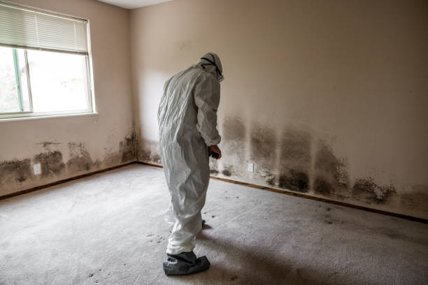 Best Attic Mold Remediation in Bermuda Run, NC