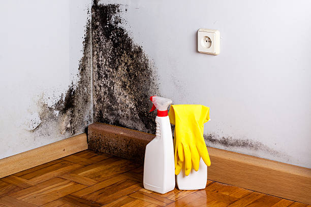 Best Crawl Space Mold Remediation in Bermuda Run, NC